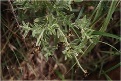 Crotalaria ramosissima